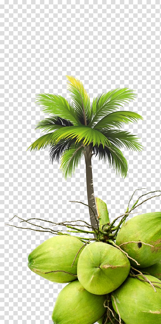 Coconut Arecaceae Tree Royal Palm Beach, coconut transparent background PNG clipart