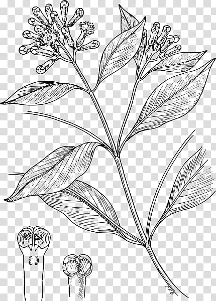 Clove Drawing Condiment Line art, others transparent background PNG clipart