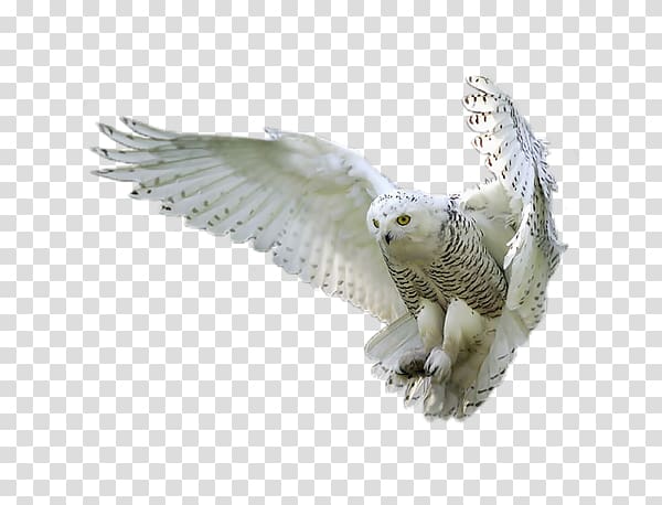 Snowy owl Portable Network Graphics Bird Tawny owl, owl post harry potter transparent background PNG clipart
