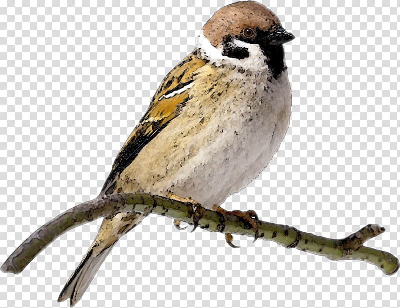 House sparrow Portable Network Graphics Open, sparrow transparent background PNG clipart