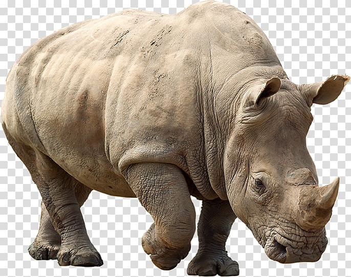 javan rhino clip art