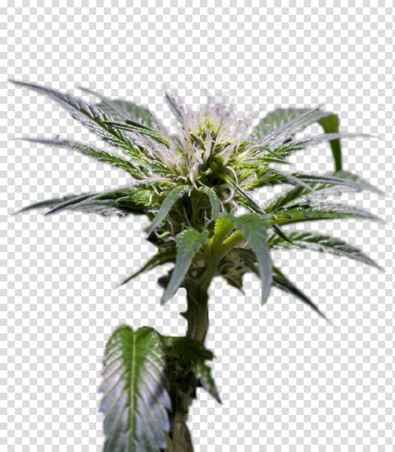 Hemp Feminized cannabis Seed Cultivar Cash on delivery, others transparent background PNG clipart