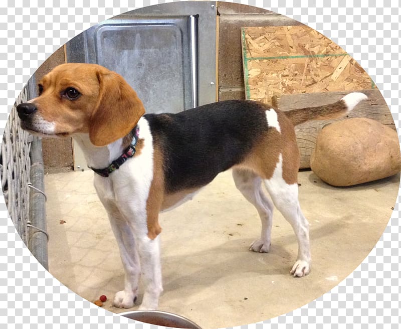 Beagle-Harrier Beagle-Harrier English Foxhound American Foxhound, dog Beagle transparent background PNG clipart