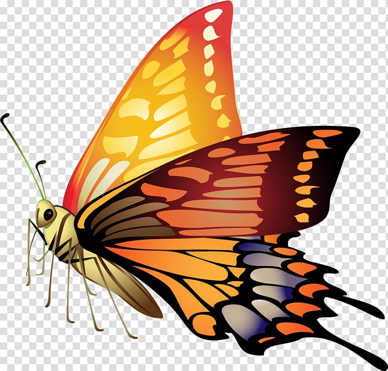 Butterfly Material , butterflies transparent background PNG clipart