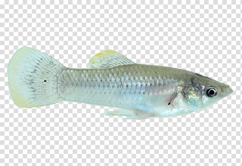 Cod Common molly Fish Guppy X-ray tetra, fish transparent background PNG clipart