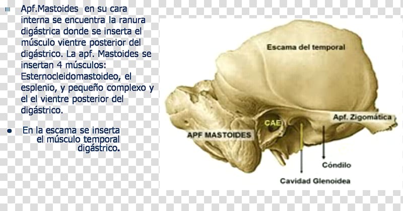 Temporal bone Ear Mastoid process Human anatomy, ear transparent background PNG clipart
