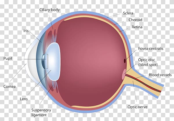 Human eye Diagram Retina Anatomy, Eye anatomy transparent background PNG clipart