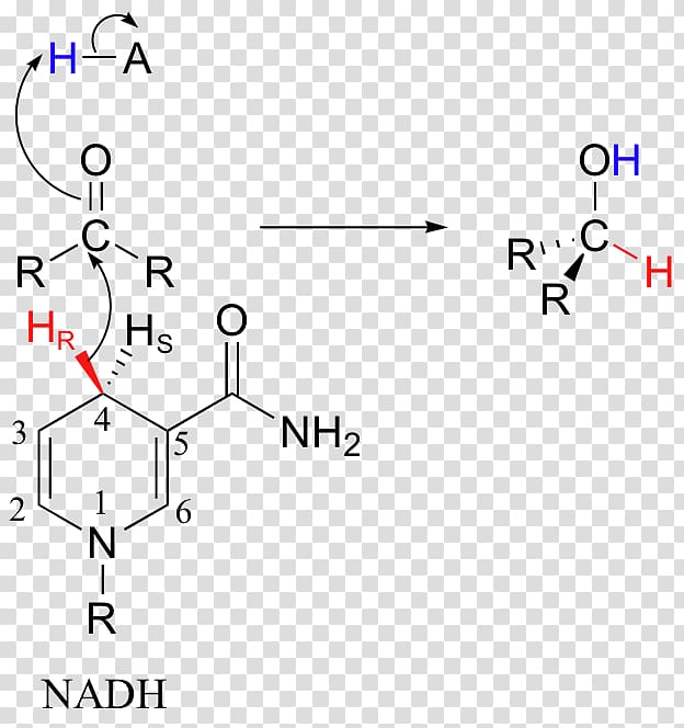 Nicotinamide adenine dinucleotide Redox Atom Nitrogen Pyridine, others transparent background PNG clipart