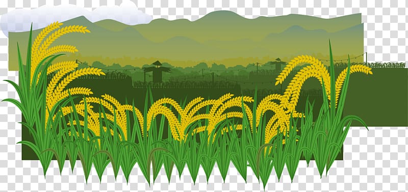 animated rive wheat, Euclidean Paddy Field Rice Illustration, Paddy field transparent background PNG clipart