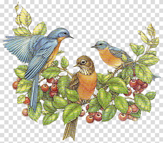 European robin Bird , flower-and-bird transparent background PNG clipart