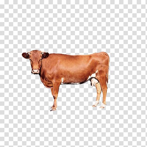 Calf Zebu Management in Minutes Economics in Minutes Ox, Brown cow transparent background PNG clipart