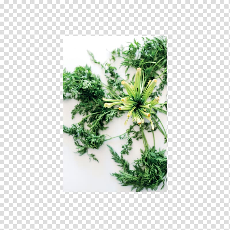 Les épluchures : tout ce que vous pouvez en faire : cuisine, jardin, beauté, soins Ouvrage Herbalism Waste House, house transparent background PNG clipart