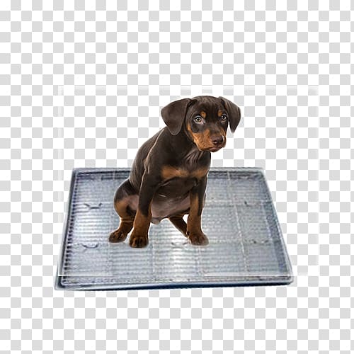 Dog Puppy Carpet cleaning, Dog transparent background PNG clipart