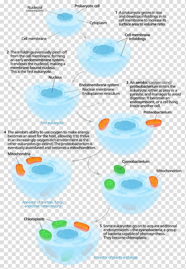 Symbiogenesis Endosymbiont Chloroplast Eukaryote Cell, symbiosis transparent background PNG clipart