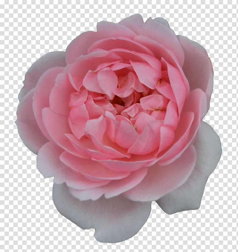 Centifolia roses Garden roses Flower Pink Shrub, rose transparent background PNG clipart