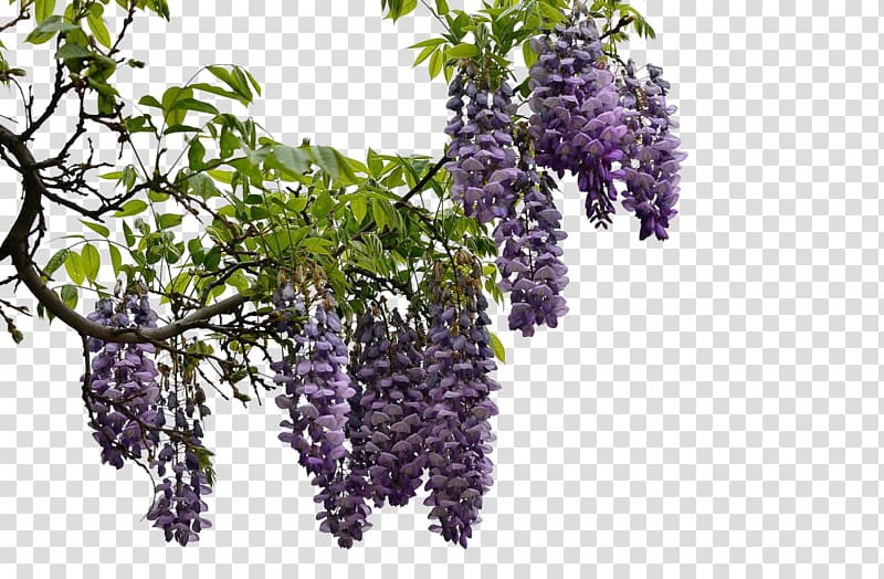 clusters of wisteria transparent background PNG clipart