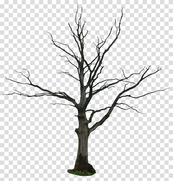 Tree Drawing Snag , dead transparent background PNG clipart