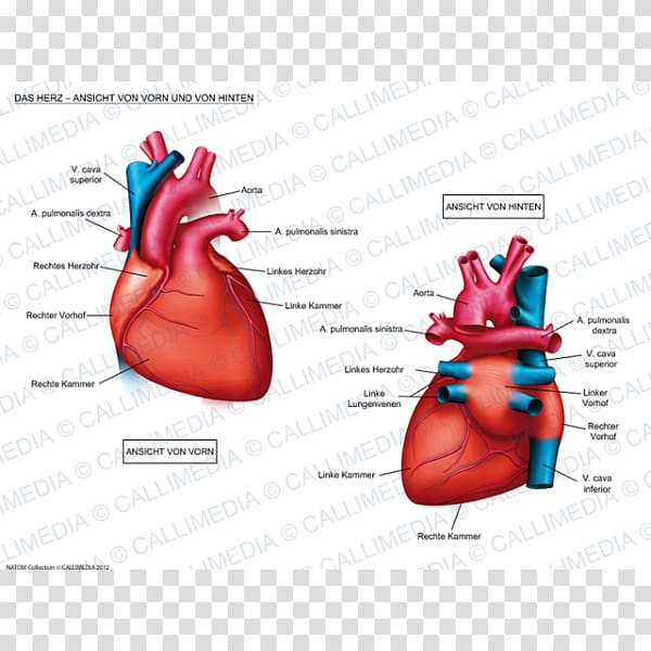 Braunwald\'s Heart Disease: Review and Assessment Anatomy Cardiovascular disease Heart Disease: A Textbook of Cardiovascular Medicine, heart transparent background PNG clipart