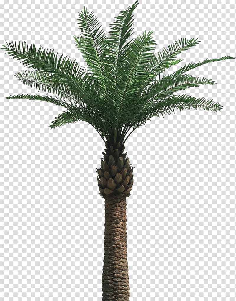 green palm tree, Arecaceae , dates transparent background PNG clipart