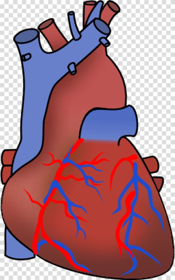 Heart Organ Anatomy , Human Heart transparent background PNG clipart