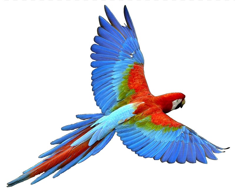 Parrot Bird Flight Cockatiel , parrot transparent background PNG clipart