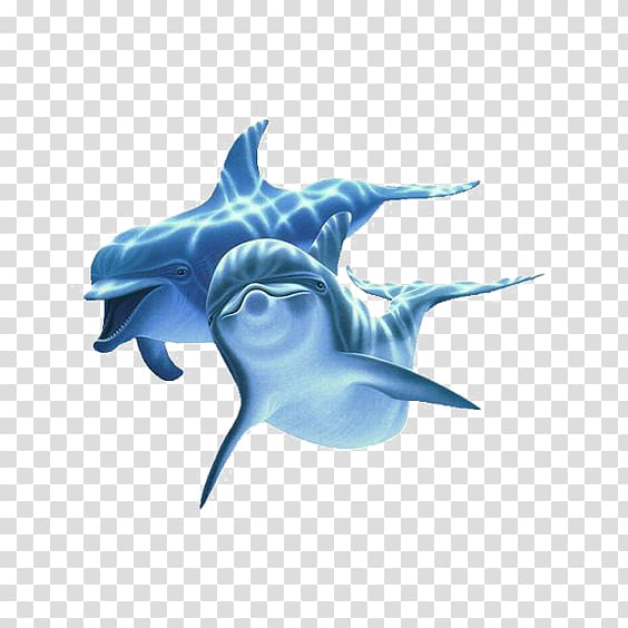 Blue dolphin transparent background PNG clipart