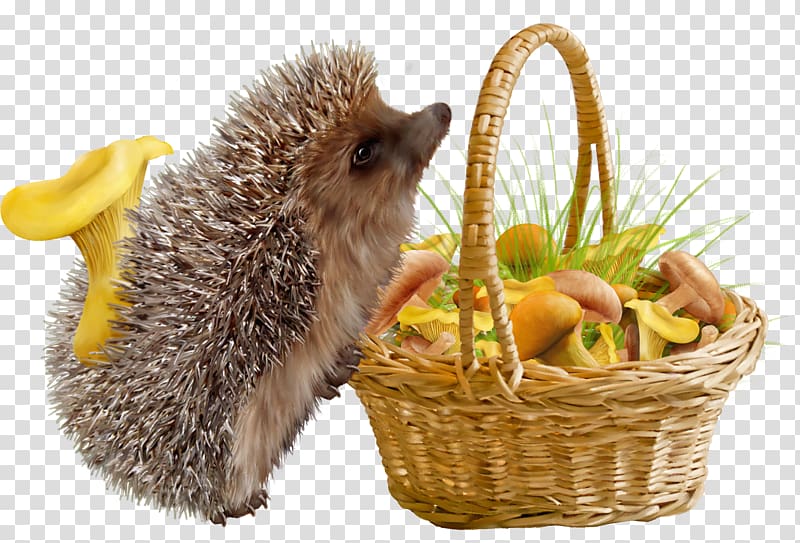 Domesticated hedgehog, Hedgehog and baskets transparent background PNG clipart