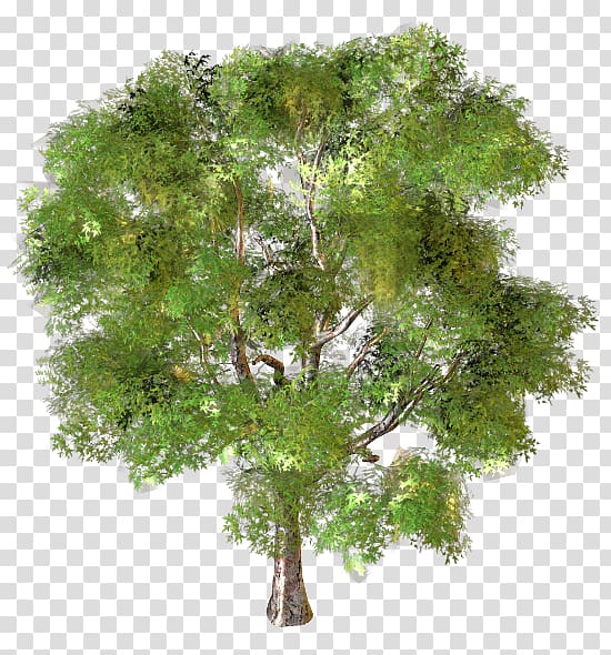 Tree Branch Garden Landscape design, природа transparent background PNG clipart