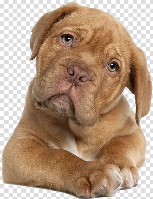 brown dog , Puppy Cat Golden Retriever Pet Veterinarian, pitbull transparent background PNG clipart
