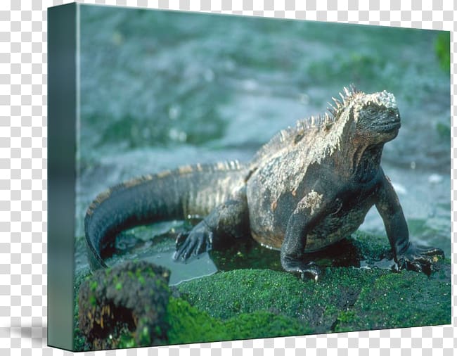 Common Iguanas Reptile Amphibians Book, book transparent background PNG clipart