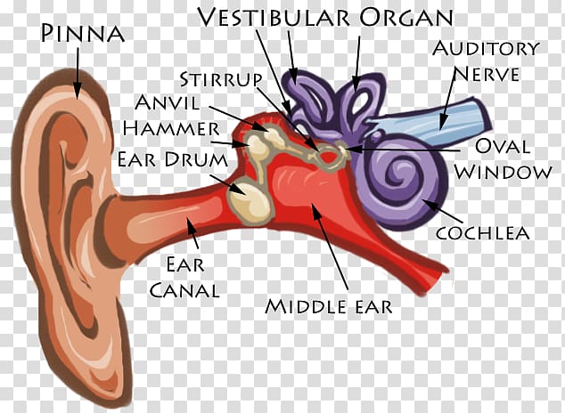 Ear Anatomy Diagram Cochlea Eardrum, Ear human transparent background PNG clipart