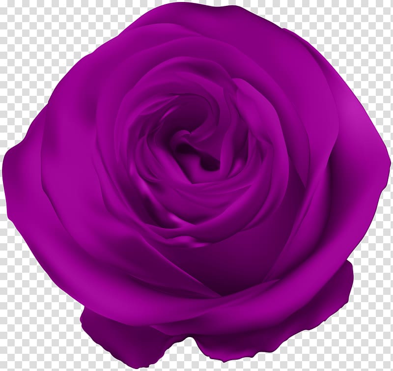 Garden roses Cabbage rose Violet Blue rose , violet transparent background PNG clipart