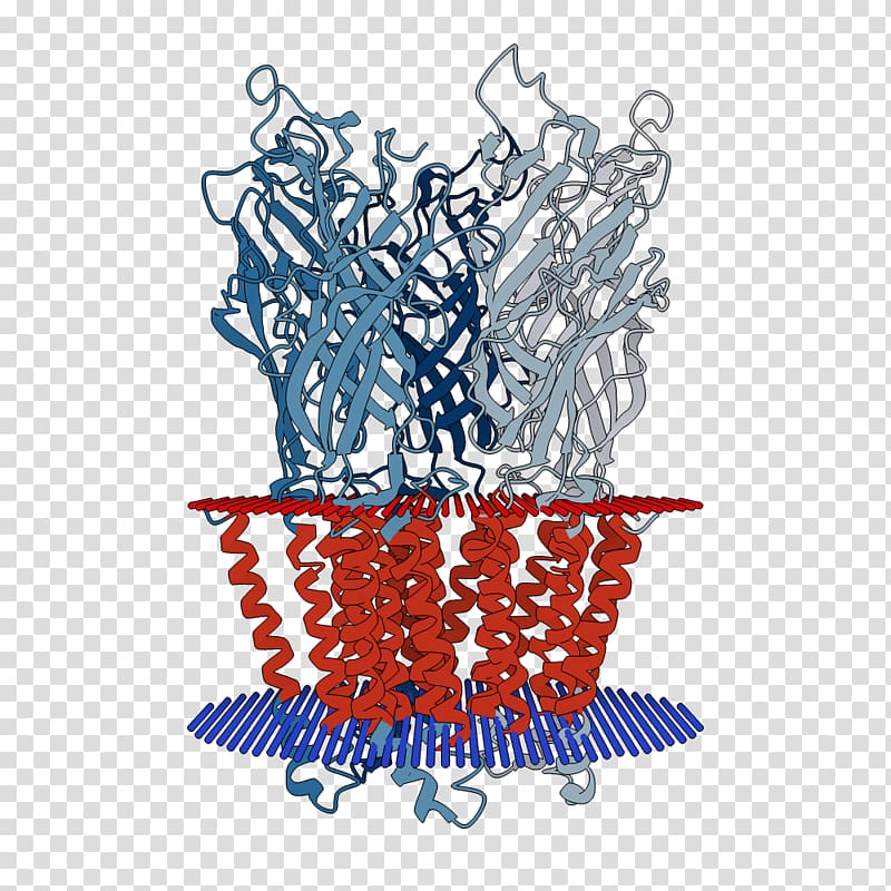 Protein Data Bank Protein structure Transmembrane protein, others transparent background PNG clipart