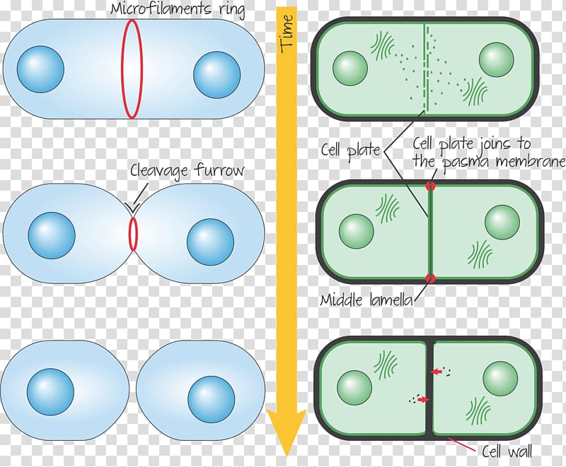 Cytokinesis in Animal Cells Plant cell Telophase, plants transparent background PNG clipart