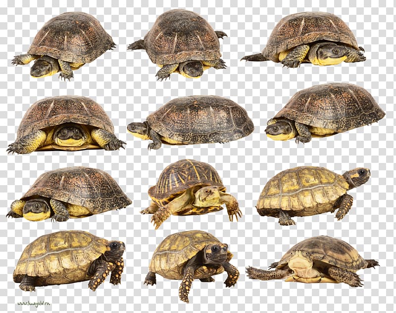 Box turtle , Turtle transparent background PNG clipart