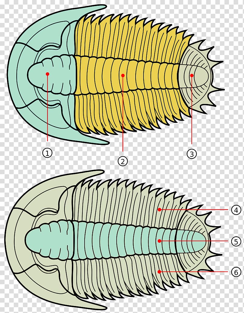 Anatomy Fossil Isotelus Cephalon Phacopida, others transparent background PNG clipart