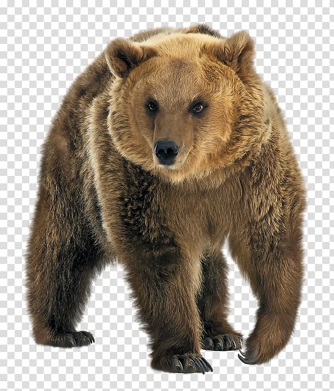wild brown bear transparent background PNG clipart