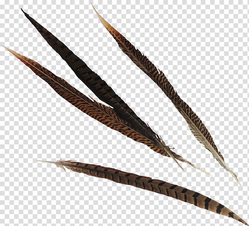 Feather Bird Quill Fountain pen, feather transparent background PNG clipart