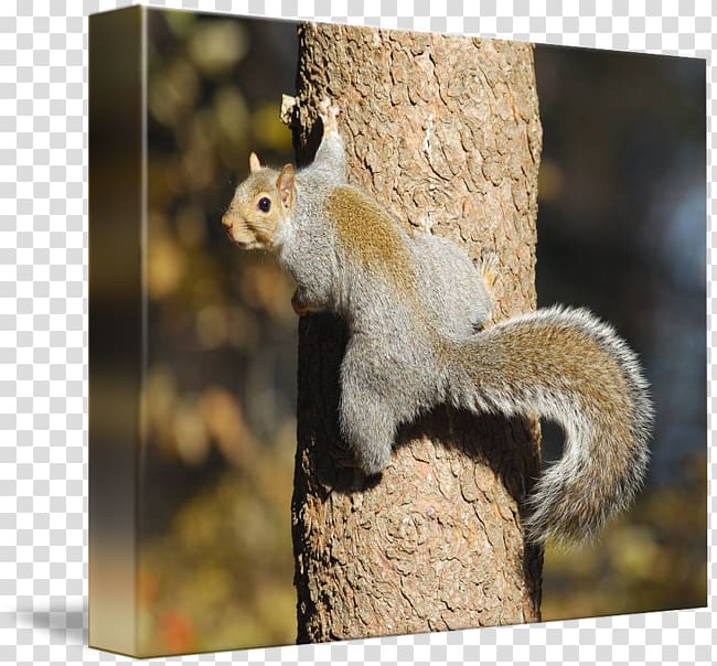 Fox squirrel Chipmunk Tree climbing, squirrel transparent background PNG clipart