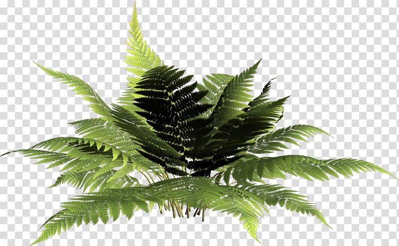 Vascular plant Fern Kupala Night , fern transparent background PNG clipart