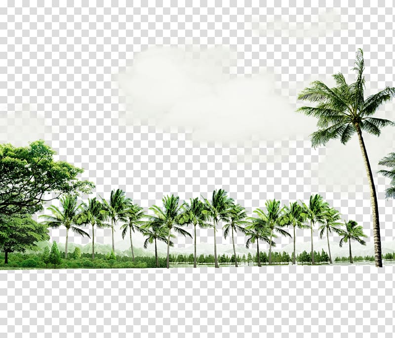 coconut trees, Beach Seaside resort , Green atmosphere coconut tree border texture transparent background PNG clipart