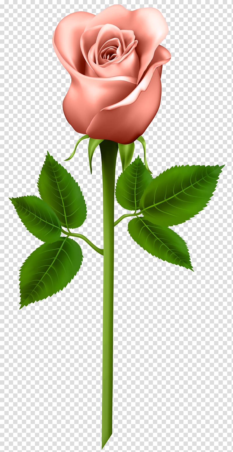 pink rose flower , Rose Purple , Orange Rose transparent background PNG clipart