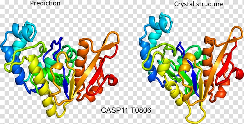 Protein Structure Prediction: Concepts and Applications CASP, others transparent background PNG clipart