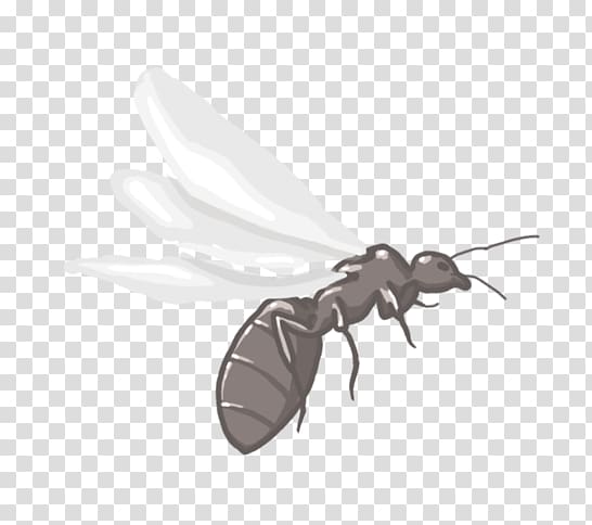 K2 Anthony McPartlin, ant colony inside transparent background PNG clipart