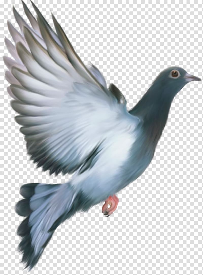 Homing pigeon Columbidae Bird Feral pigeon Flight, pigeon transparent background PNG clipart