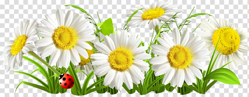 Chamomile Flower Common daisy, Richard Gere transparent background PNG clipart