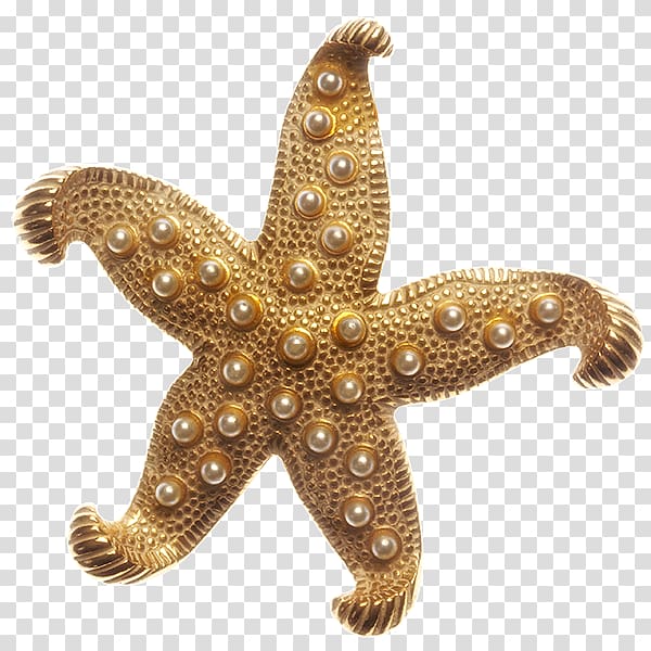 Sarajevo Starfish Marine invertebrates Echinoderm, star fish transparent background PNG clipart