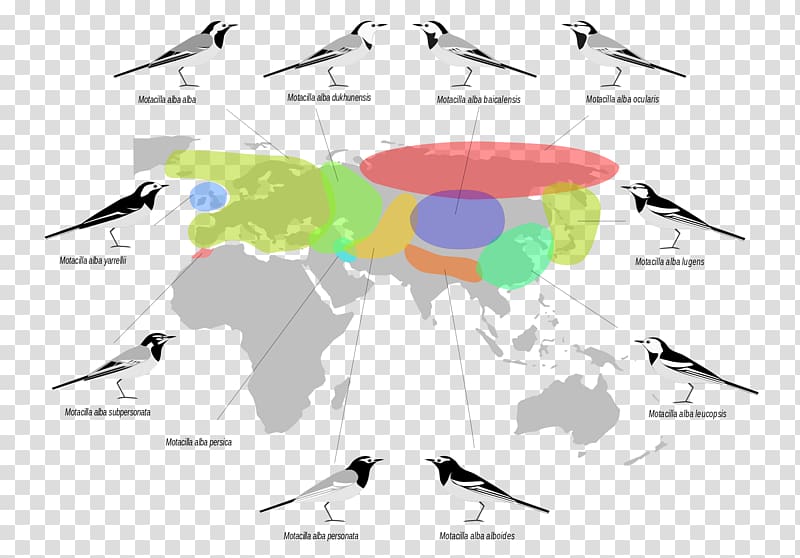 Palearctic realm Biogeographic realm White Wagtail Bird Biogeography, others transparent background PNG clipart