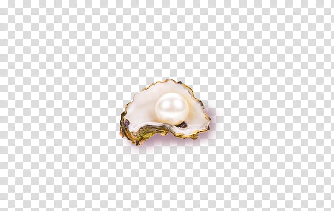 Seashell, White pearl shell transparent background PNG clipart