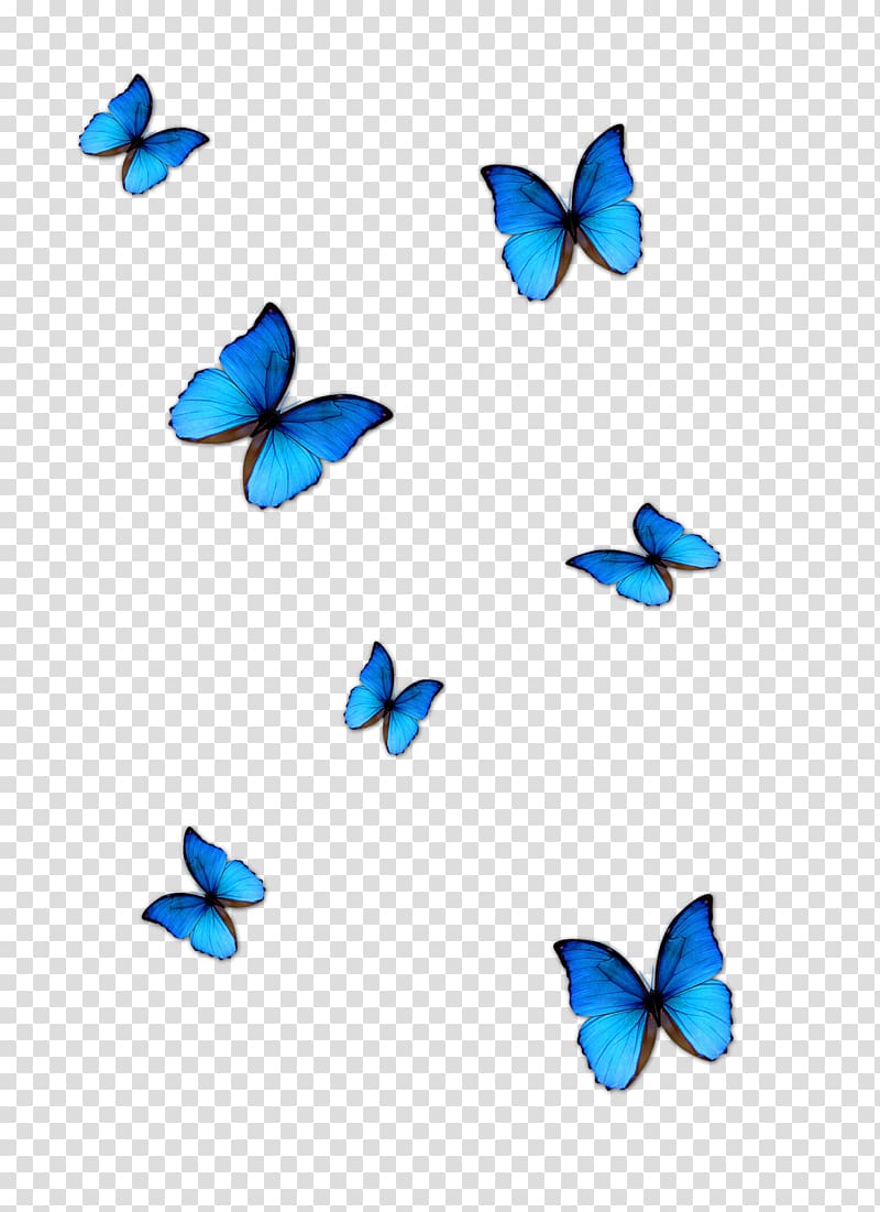 Butterfly Blue Phengaris alcon, blue butterfly, seven blue butterflies transparent background PNG clipart